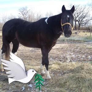 Meet your Posher, Connie